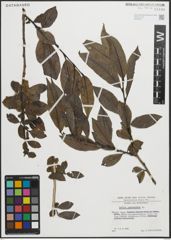 Foto von Salix pentandra L.
